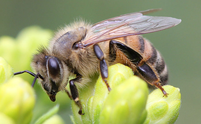 Tot Time: Buzz Buzz Bees!
