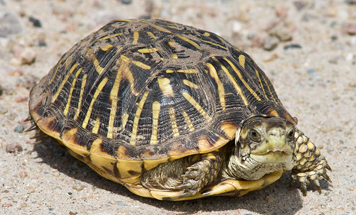 Tot Time: Totally Turtles!