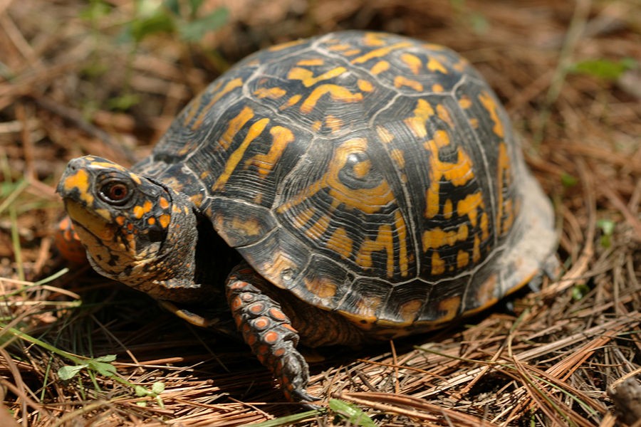 Tot Time: Totally Turtles!
